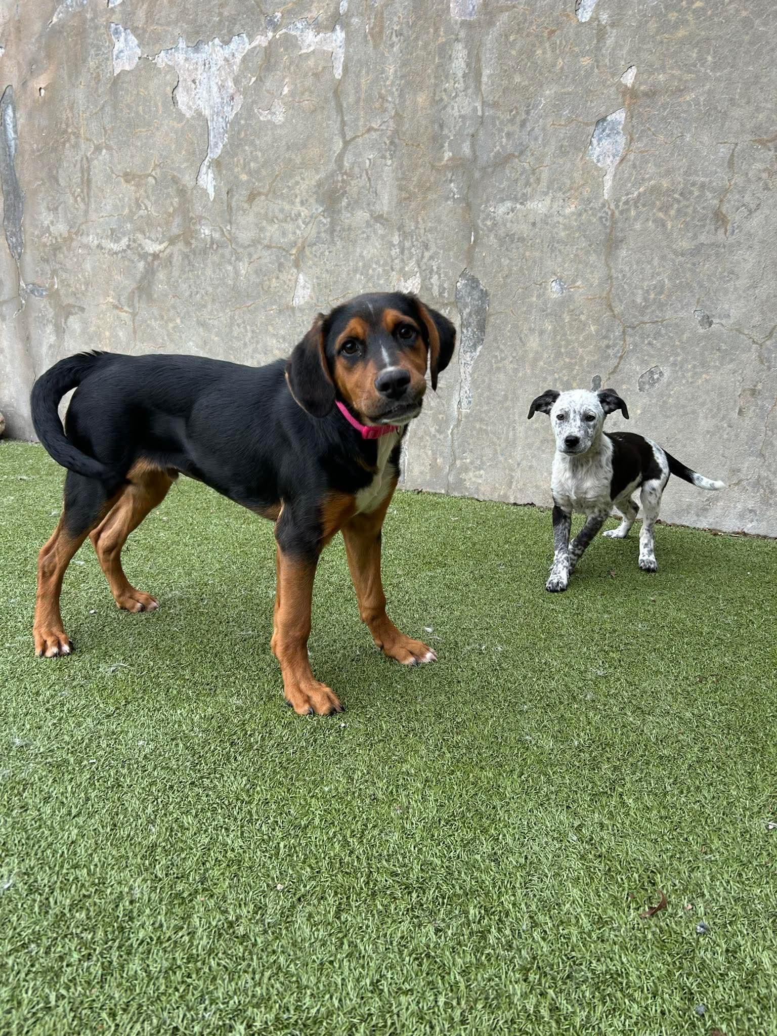 Enlarge Annika, a ADOPTABLE mixed breed in Stamford, CT image 5/6