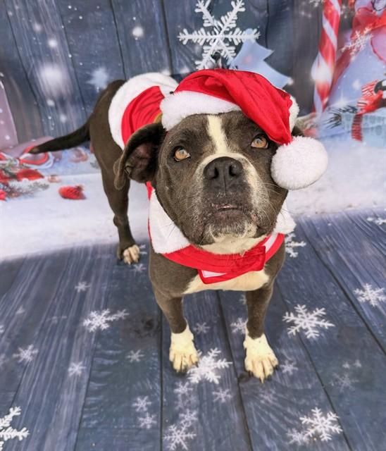 LIL LADY, Adoptable, Young Female Pit Bull Terrier.