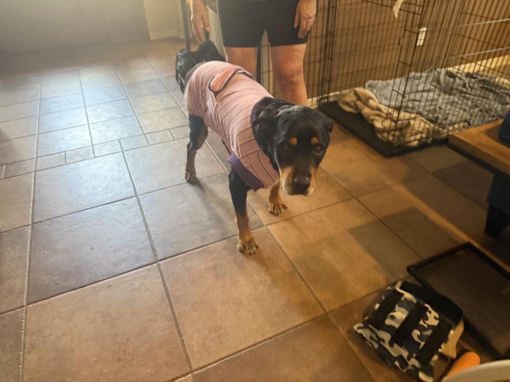 Enlarge Lillie, a Adoptable Rottweiler in Gilbert, AZ image 1/3