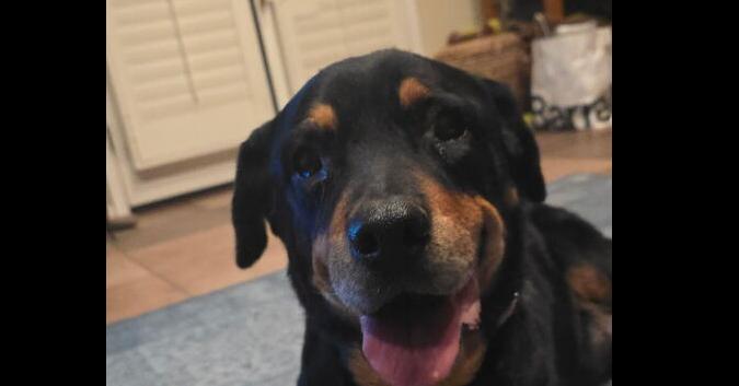 Enlarge Lillie, a Adoptable Rottweiler in Gilbert, AZ image 3/3