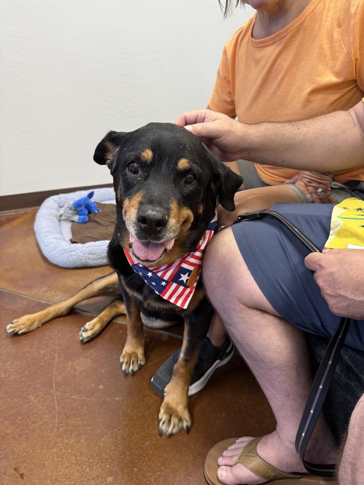 Lillie, a Adoptable Rottweiler in Gilbert, AZ image 4/4