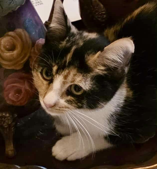 Enlarge Coral (Kitten), a Adoptable Calico in Riverside, CA image 6/6