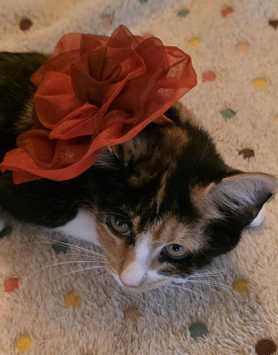 Enlarge Coral (Kitten), a Adoptable Calico in Riverside, CA image 1/6