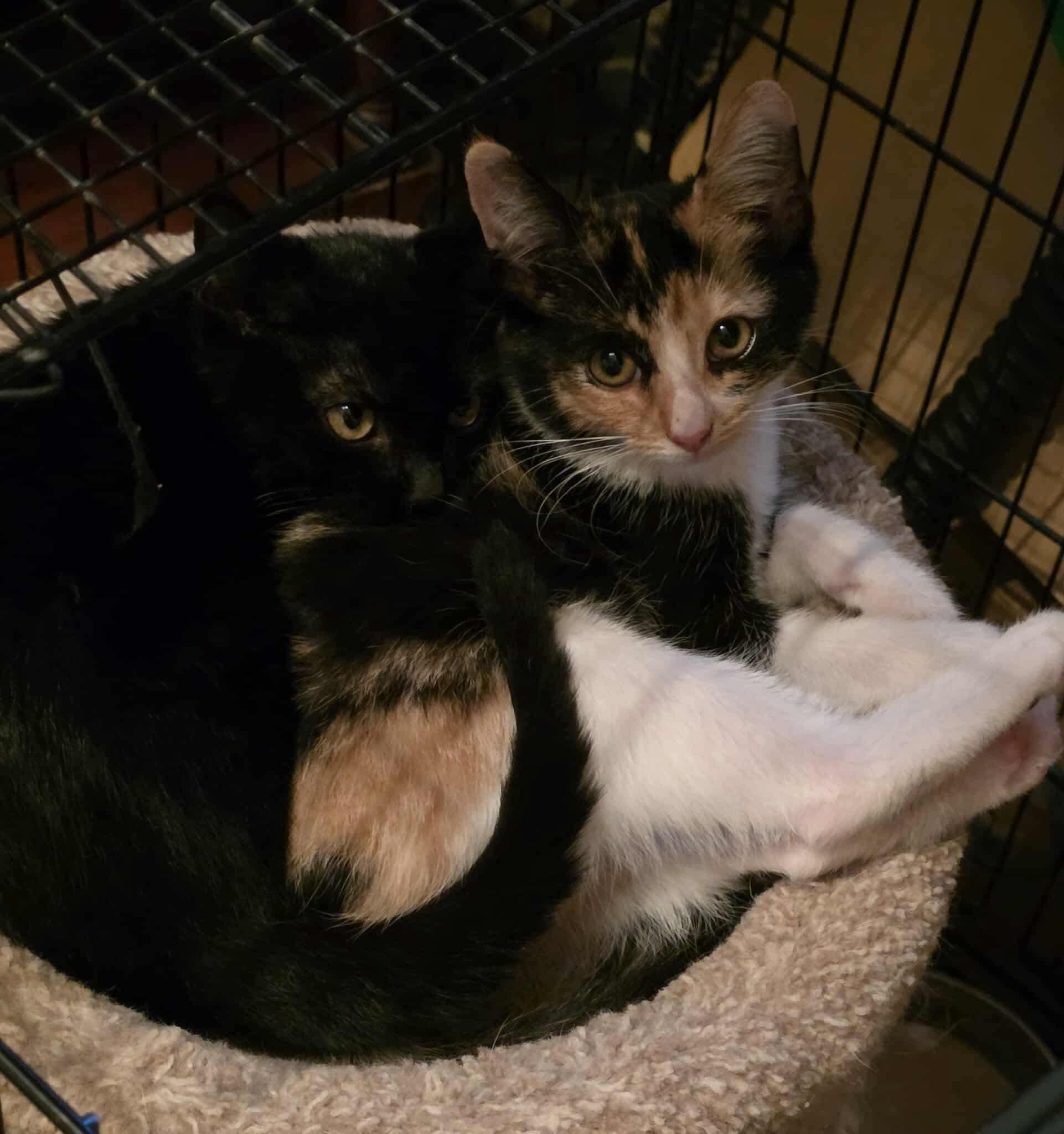 Enlarge Coral (Kitten), a Adoptable Calico in Riverside, CA image 2/6