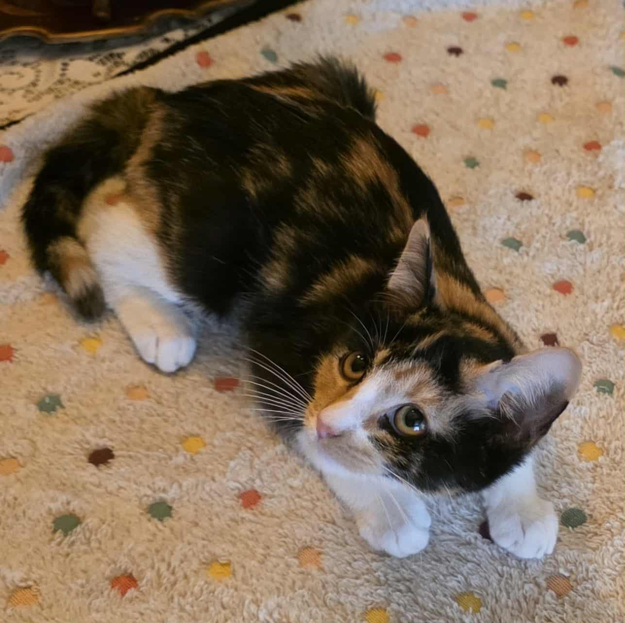 Enlarge Coral (Kitten), a Adoptable Calico in Riverside, CA image 3/6