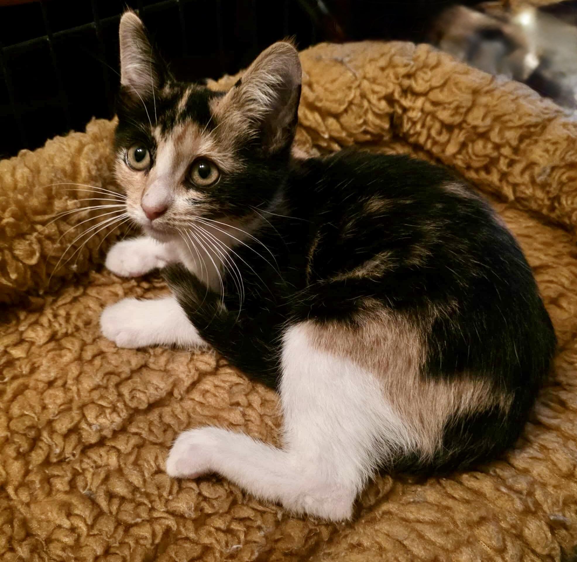 Coral (Kitten), adopted, Kitten Female Calico.