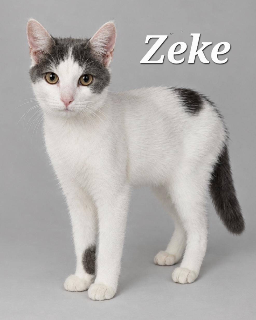 Enlarge Zeke, a Adoptable Domestic Short Hair in Cranberry Township, PA image 1/1