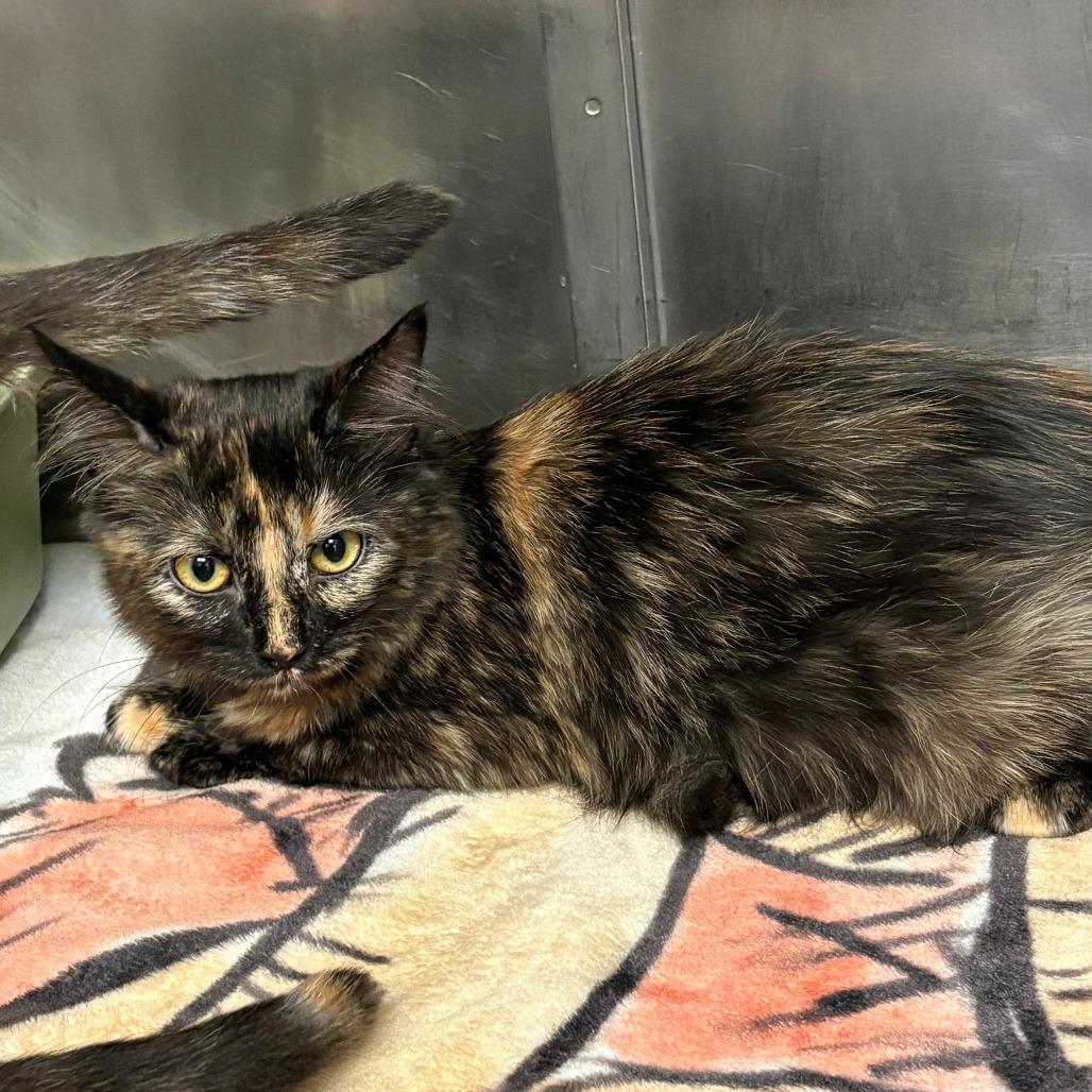 Sienna, Adoptable, Kitten Female Domestic Short Hair & Siamese.