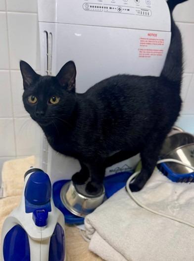 Cinco, Adoptable, Young Female Domestic Short Hair.