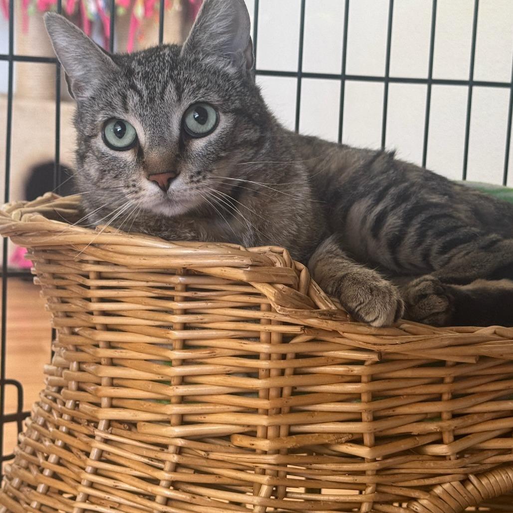 Lily, Adoptable, Adult Female Domestic Short Hair & Bengal.