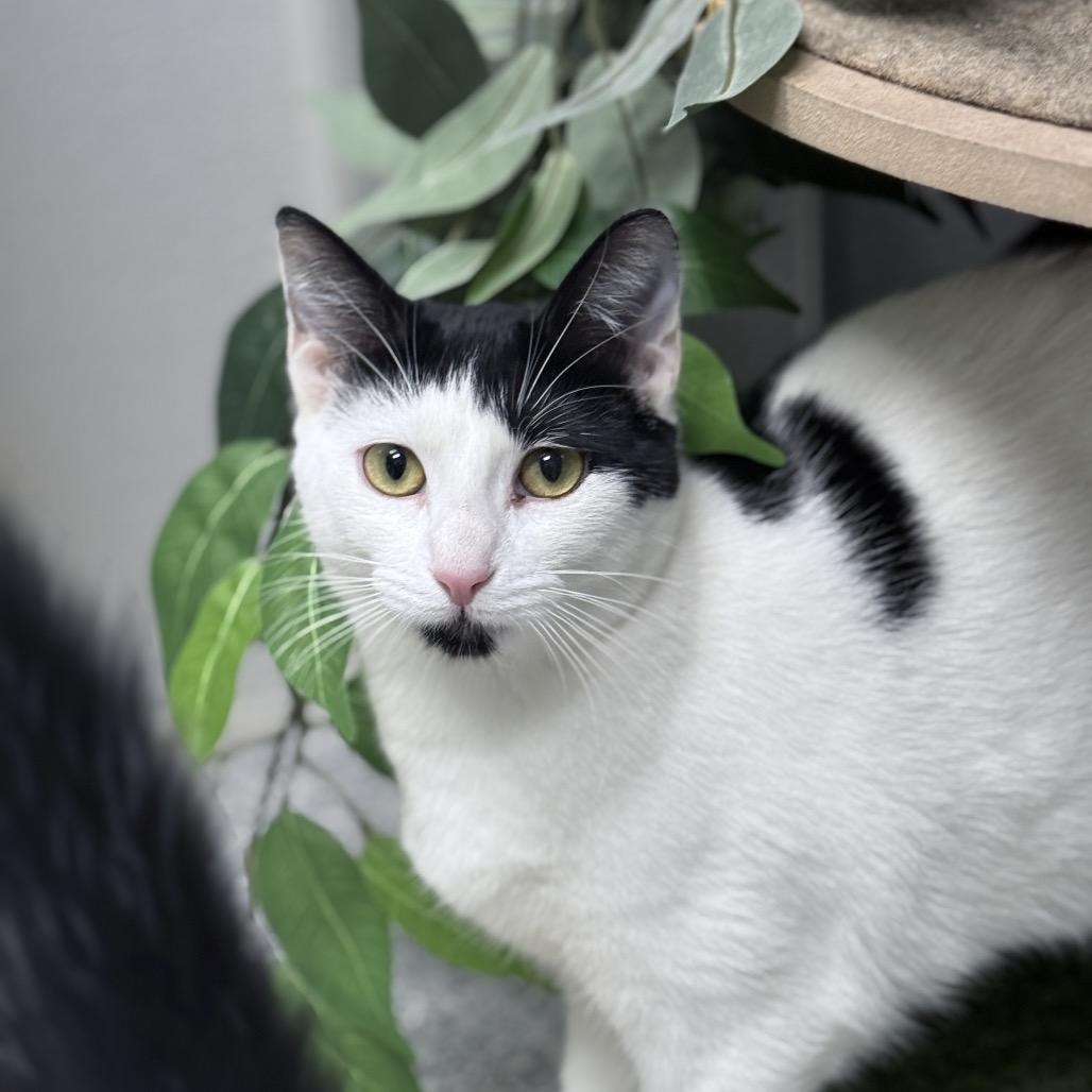 Mystique, Adoptable, Young Female Domestic Short Hair.