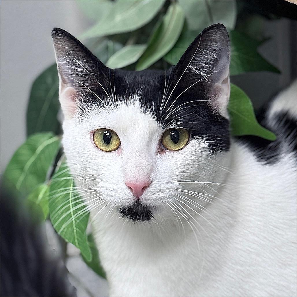 Enlarge Mystique, a Adoptable Domestic Short Hair in Monticello, IA image 2/6