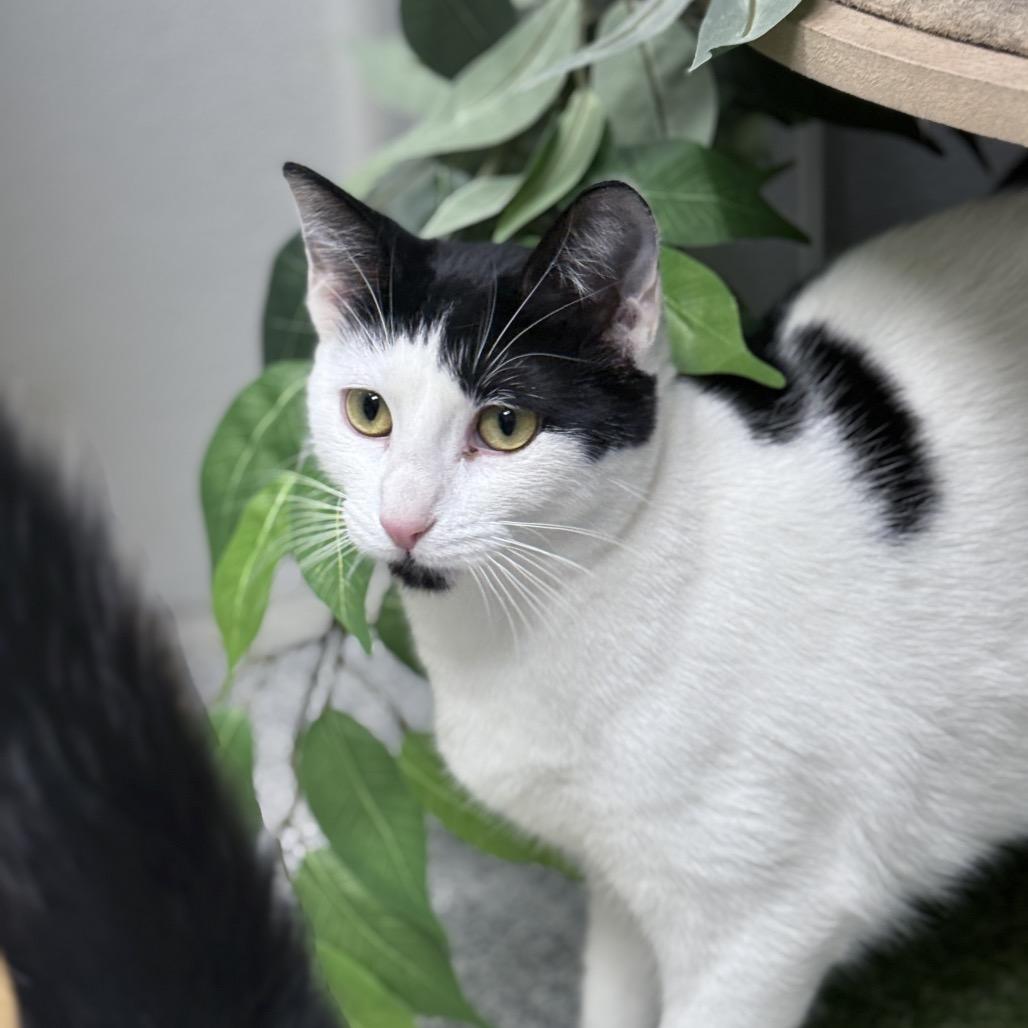 Enlarge Mystique, a Adoptable Domestic Short Hair in Monticello, IA image 3/6