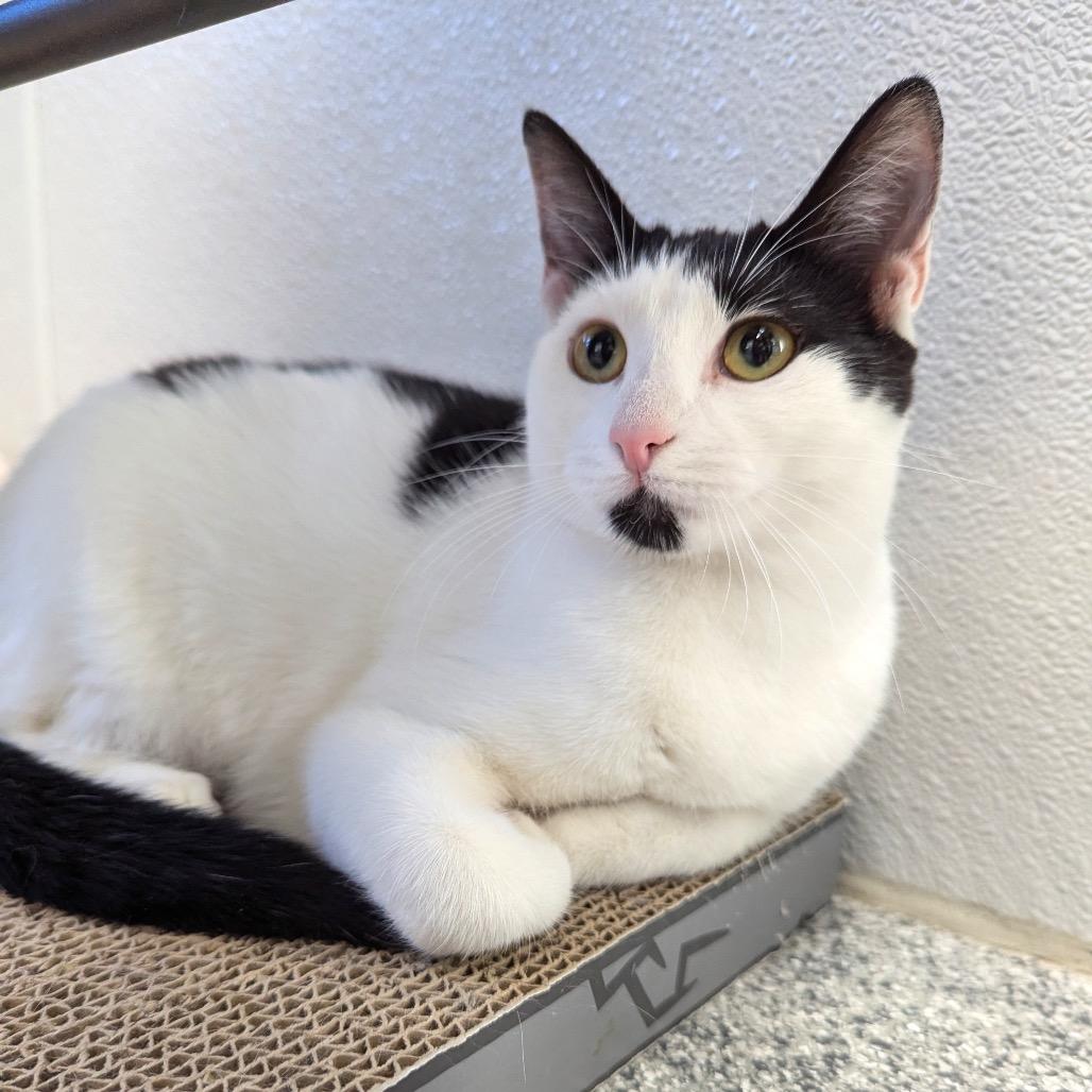 Enlarge Mystique, a Adoptable Domestic Short Hair in Monticello, IA image 4/6