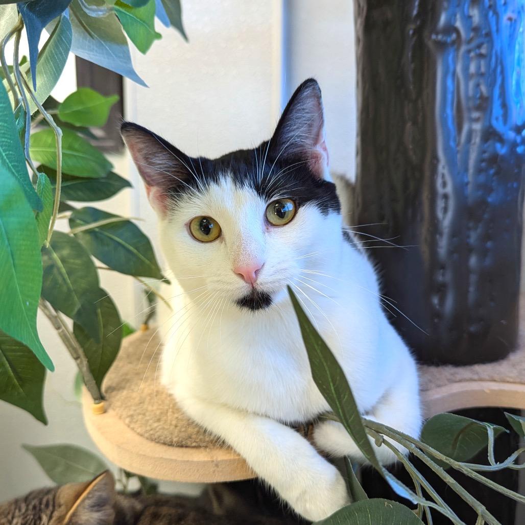 Enlarge Mystique, a Adoptable Domestic Short Hair in Monticello, IA image 5/6