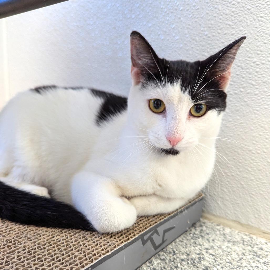 Enlarge Mystique, a Adoptable Domestic Short Hair in Monticello, IA image 6/6