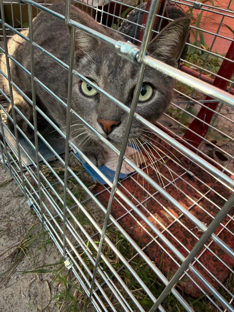 Cumin, Adoptable, Adult Male Domestic Short Hair.