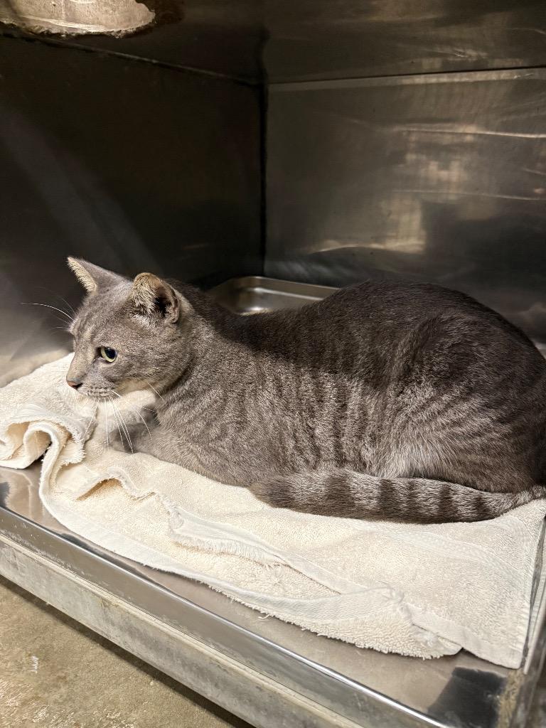 Enlarge Cumin, a Adoptable mixed breed in Rockport, TX image 2/2