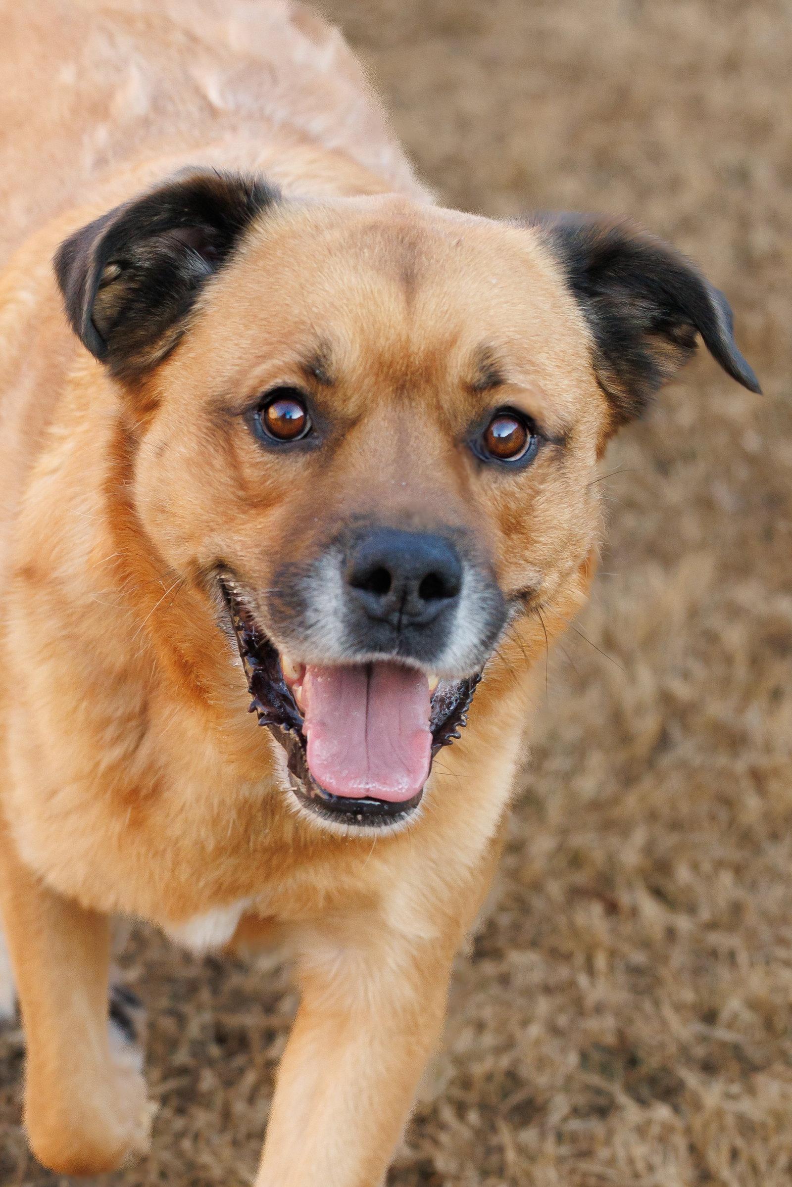 Mason, Adoptable, Senior Male Golden Retriever.