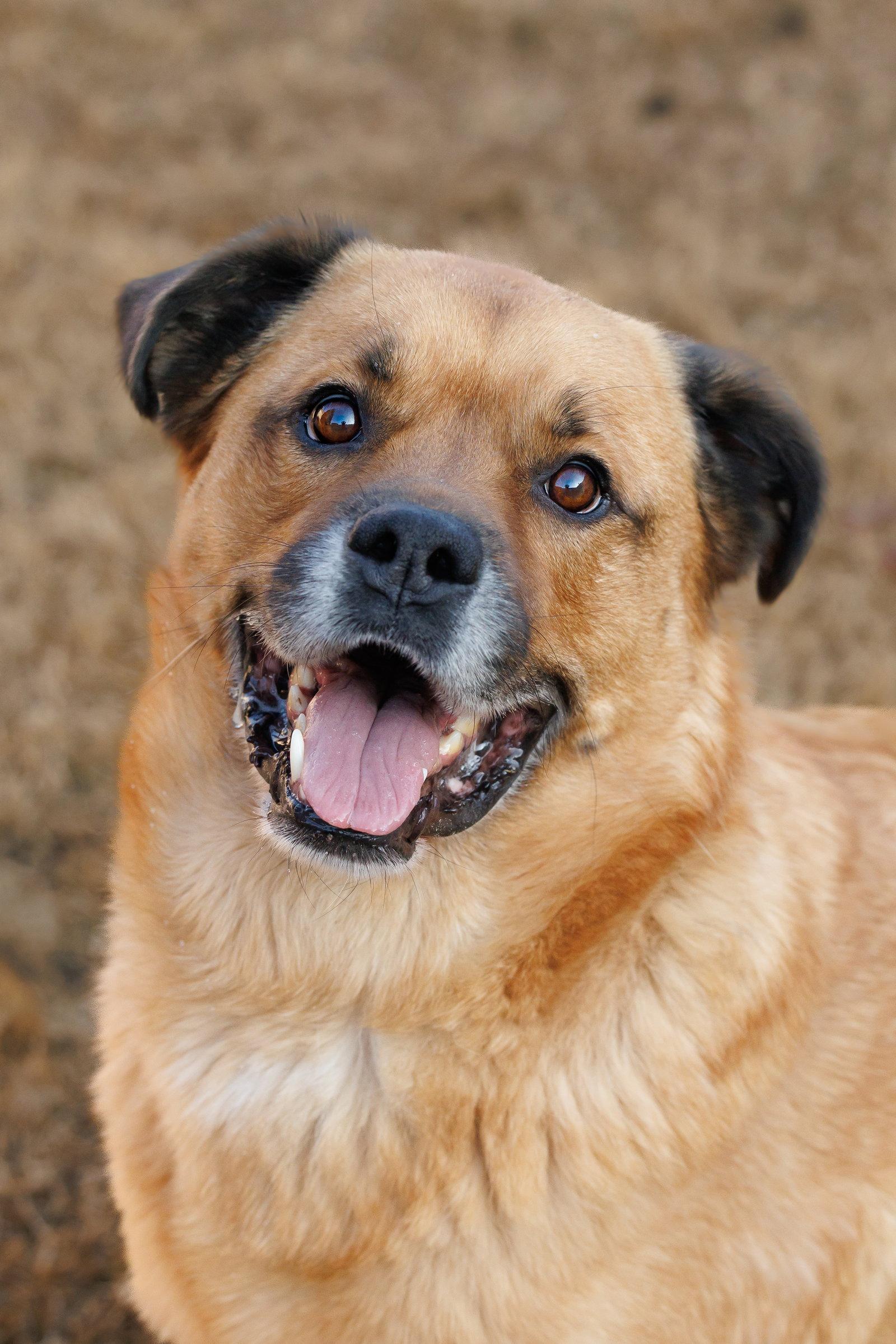 Enlarge Mason, a Adoptable Golden Retriever in McKinney, TX image 2/3