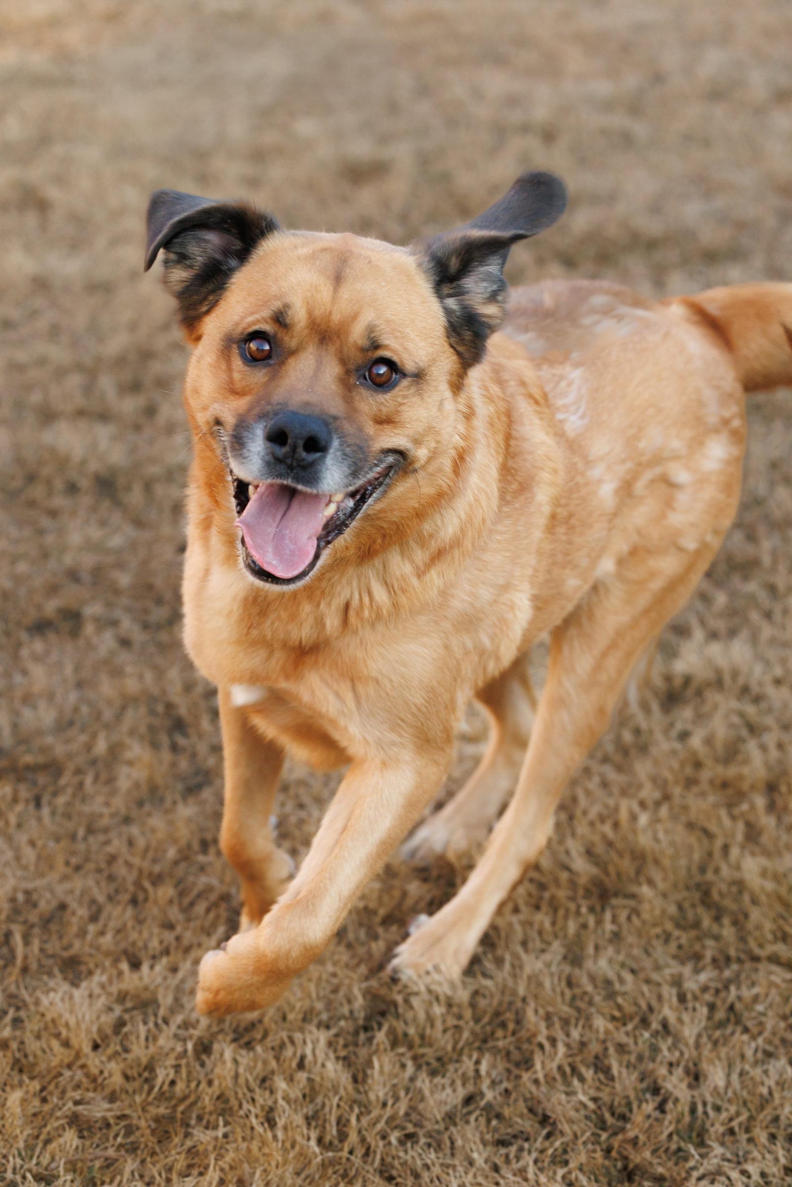 Enlarge Mason, a Adoptable Golden Retriever in McKinney, TX image 3/3
