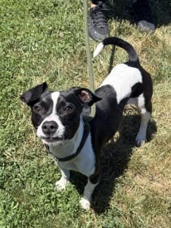 Enlarge Blaze, an adopted mixed breed in Winchester, VA image 2/6