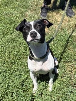 Blaze, ADOPTABLE, Adult Male Jack Russell Terrier.