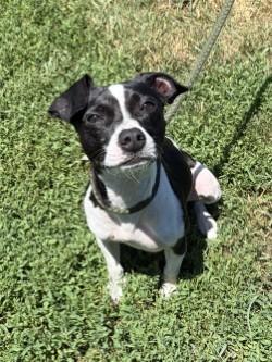 Enlarge Blaze, an adopted mixed breed in Winchester, VA image 5/6