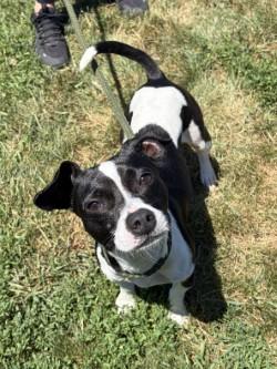 Enlarge Blaze, an adopted mixed breed in Winchester, VA image 4/6