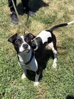 Enlarge Blaze, an adopted mixed breed in Winchester, VA image 6/6