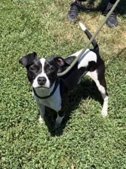 Enlarge Blaze, an adopted mixed breed in Winchester, VA image 3/6