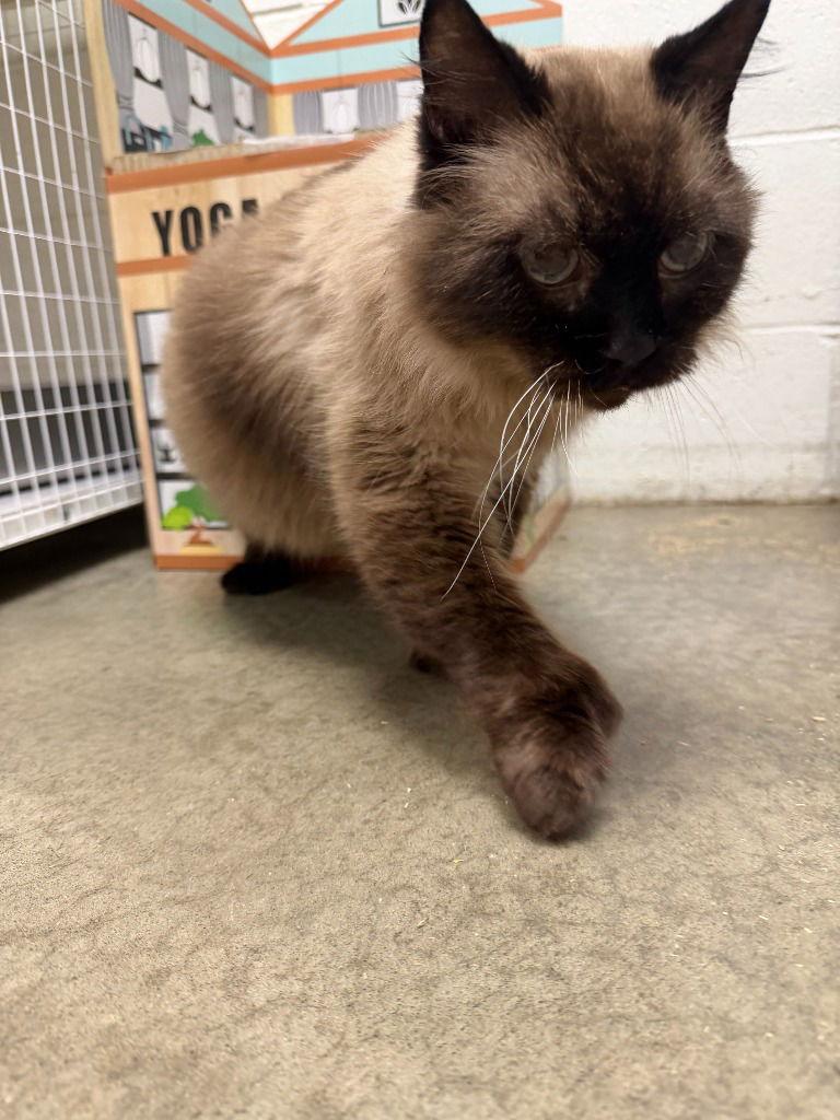 Frankie, Adoptable, Senior Male Domestic Long Hair.