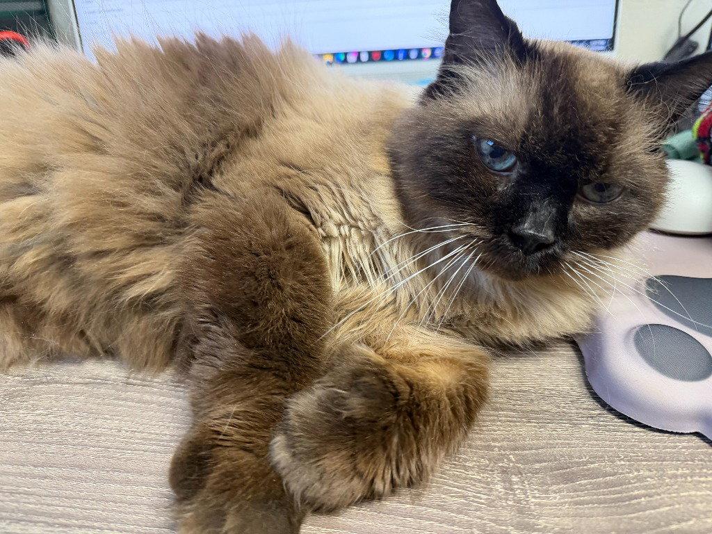 Frankie, Adoptable, Senior Male Domestic Long Hair.