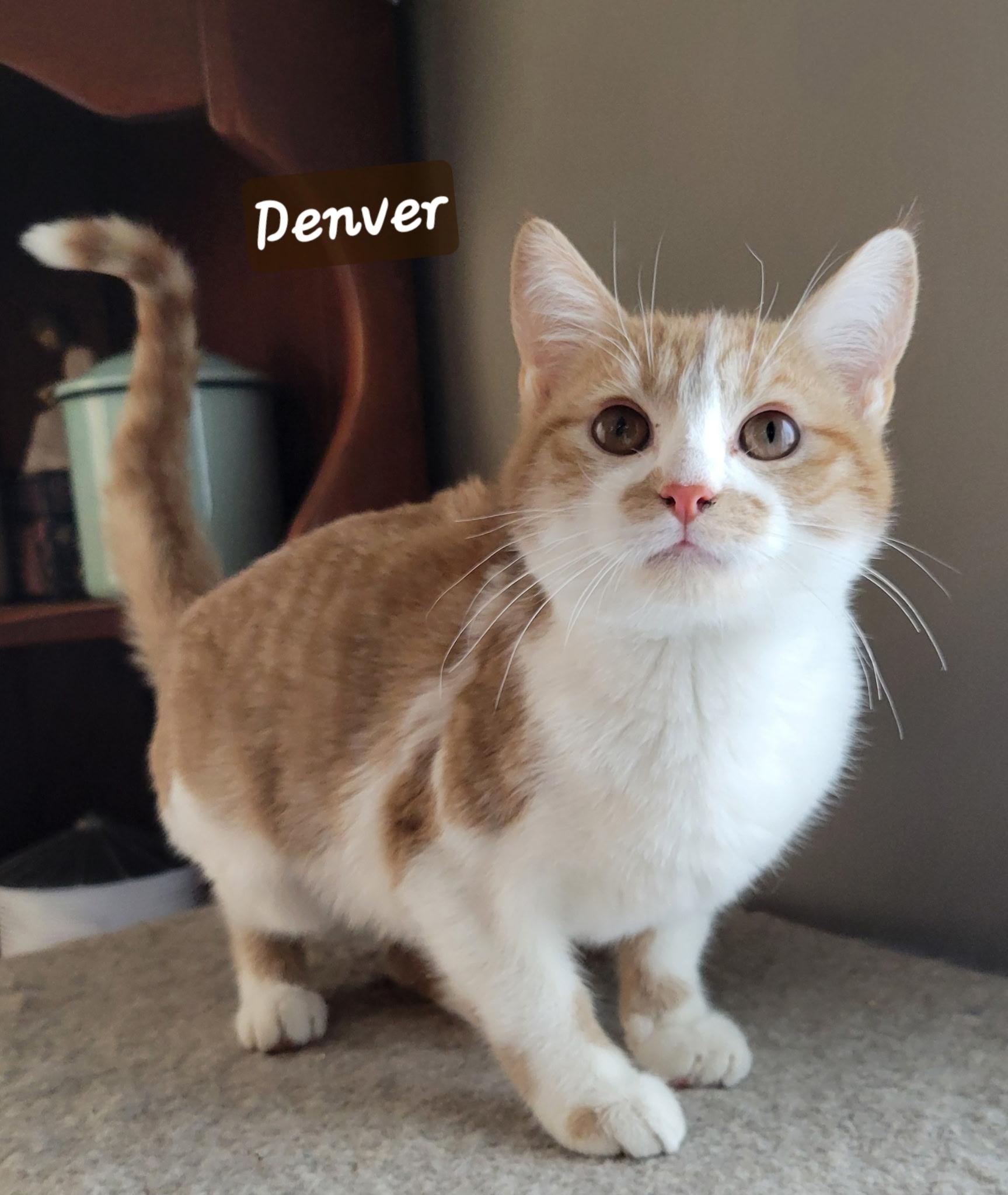 Denver, Adoptable, Young Female Domestic Short Hair.