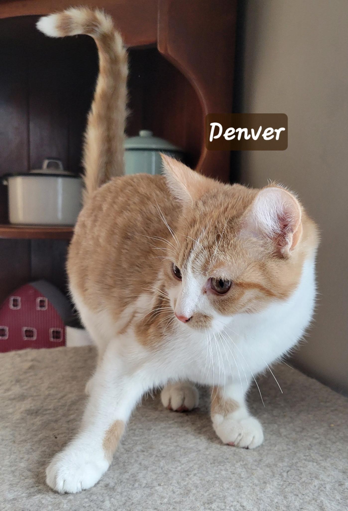 Enlarge Denver, a Adoptable Domestic Short Hair in Indianapolis, IN image 2/2