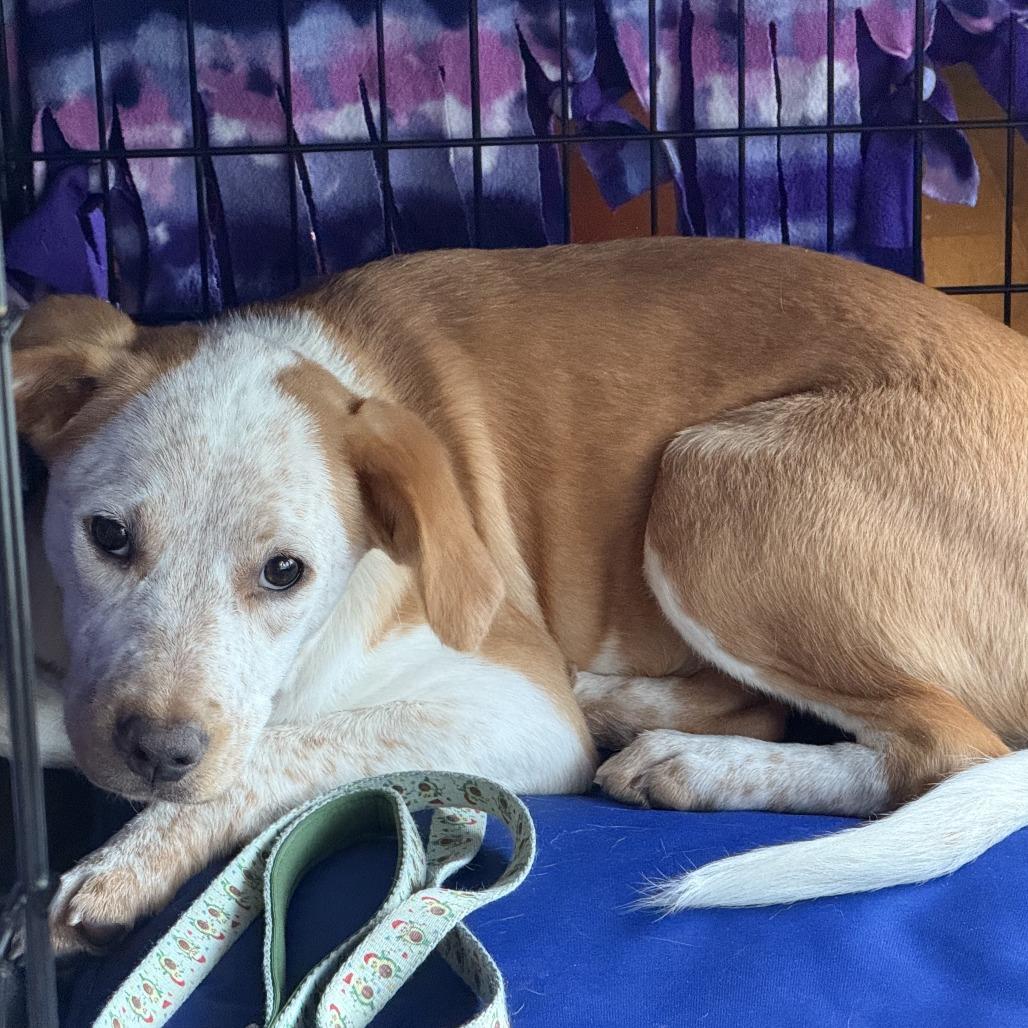 Daisy, a Adoptable mixed breed in Fairfax Station, VA image 1/6