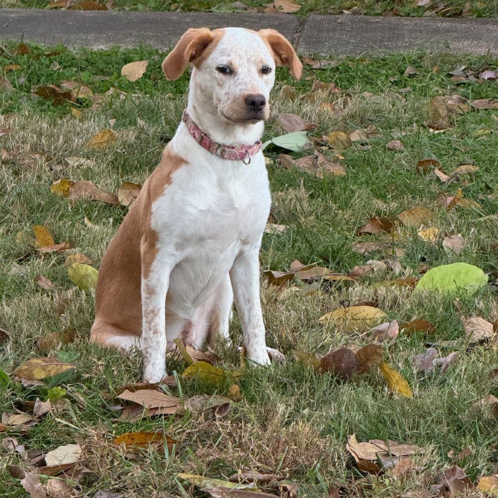 Daisy, a Adoptable mixed breed in Fairfax Station, VA image 2/6