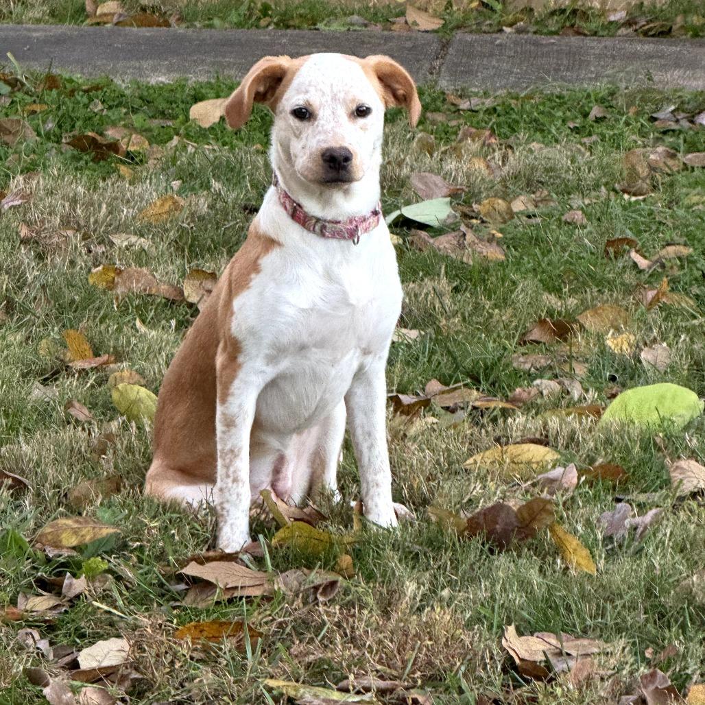 Daisy, a Adoptable mixed breed in Fairfax Station, VA image 4/6