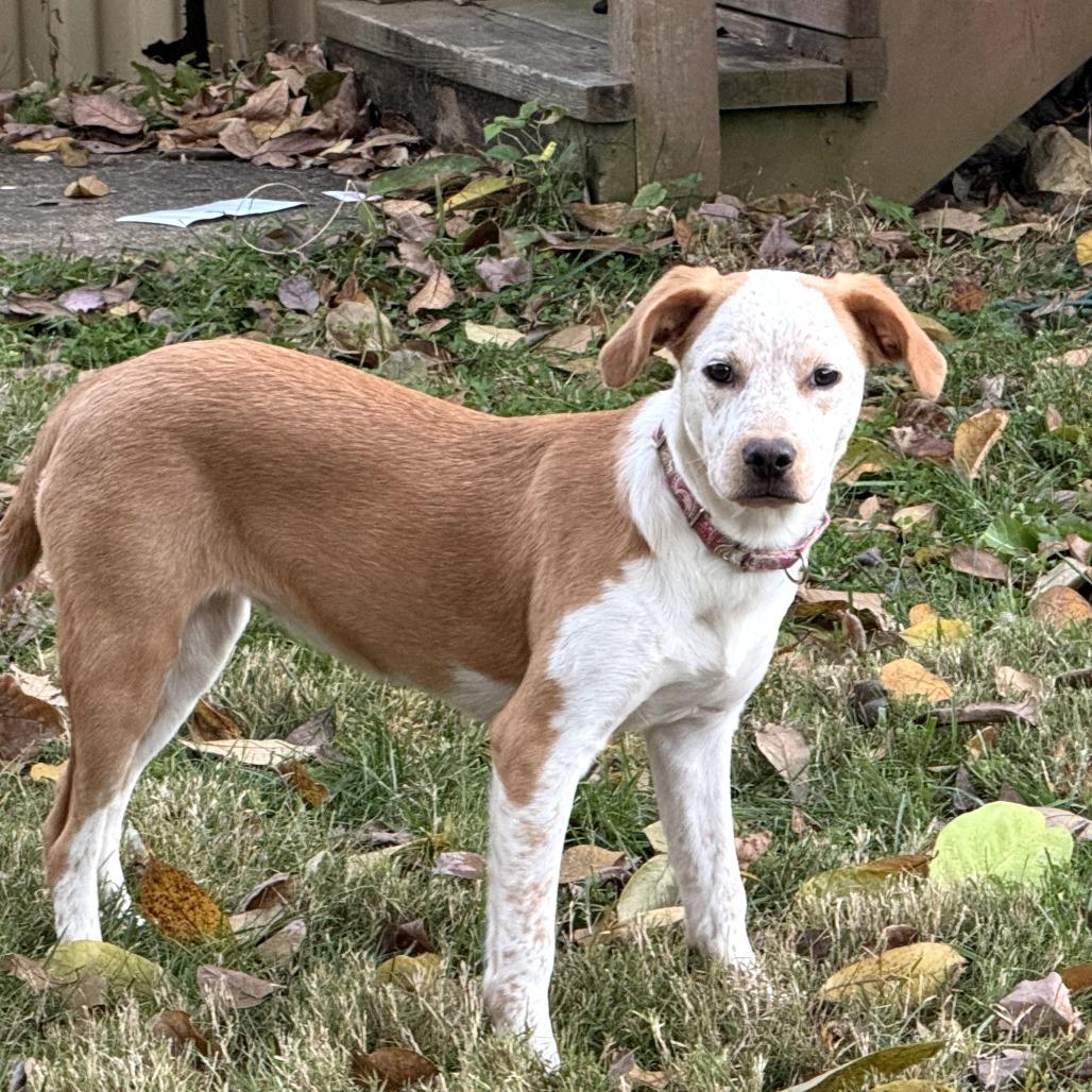 Daisy, a Adoptable mixed breed in Fairfax Station, VA image 5/6