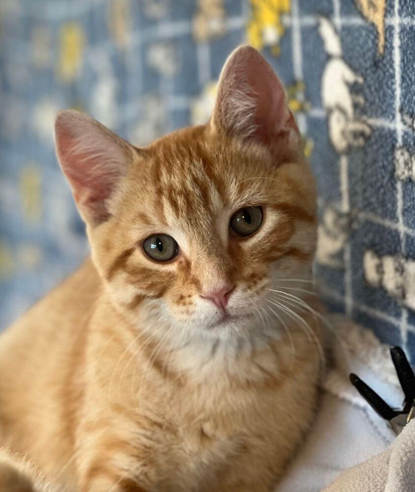 Enlarge Alvin, a Adoptable Domestic Short Hair in McPherson, KS image 1/2
