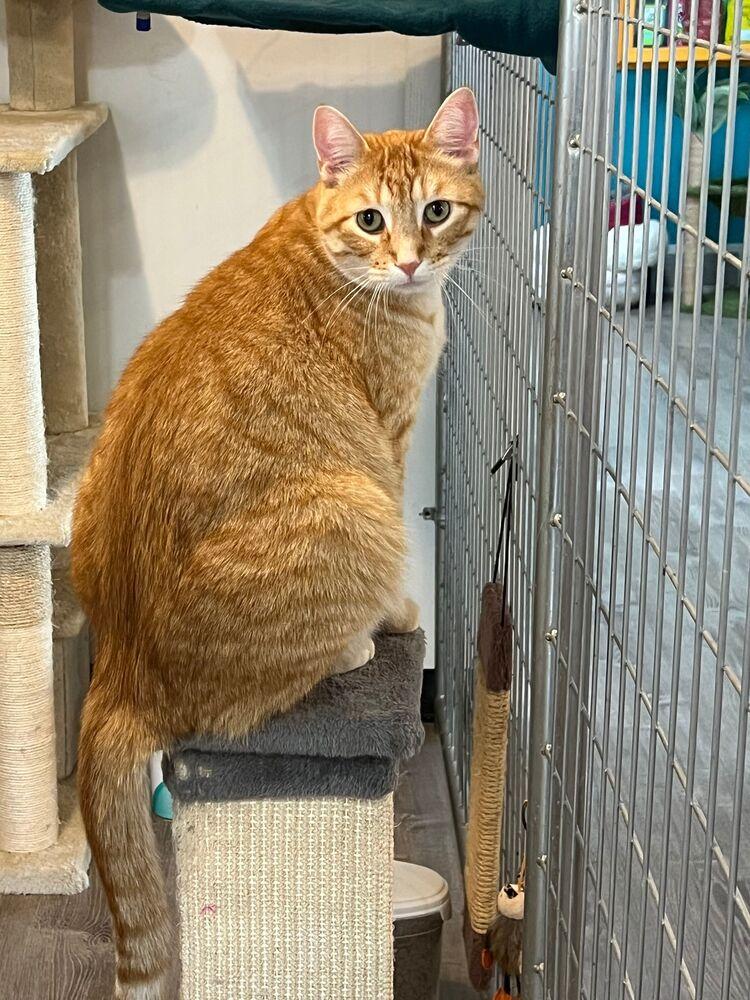 Enlarge Alvin, a Adoptable Domestic Short Hair in McPherson, KS image 2/2