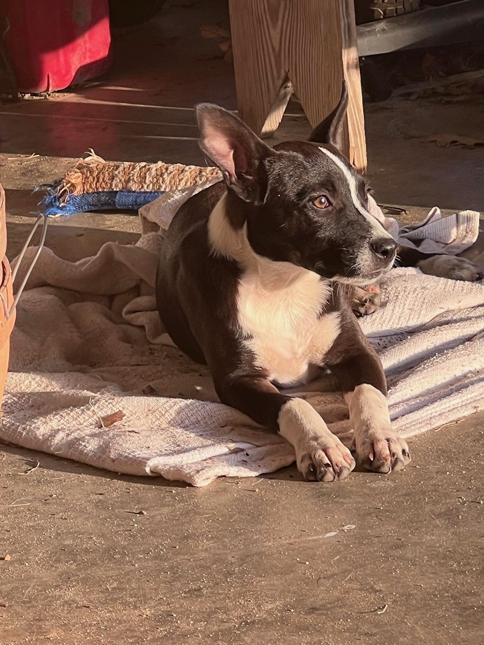 Enlarge Bonnie, a Adopted Australian Shepherd in Lufkin, TX image 1/5