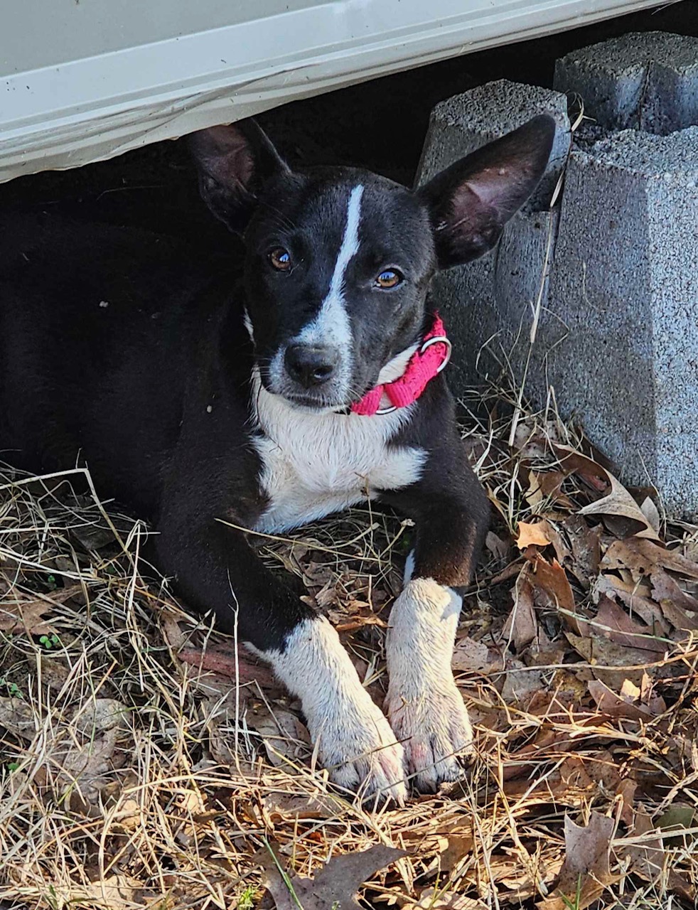 Enlarge Bonnie, a Adopted Australian Shepherd in Lufkin, TX image 2/5