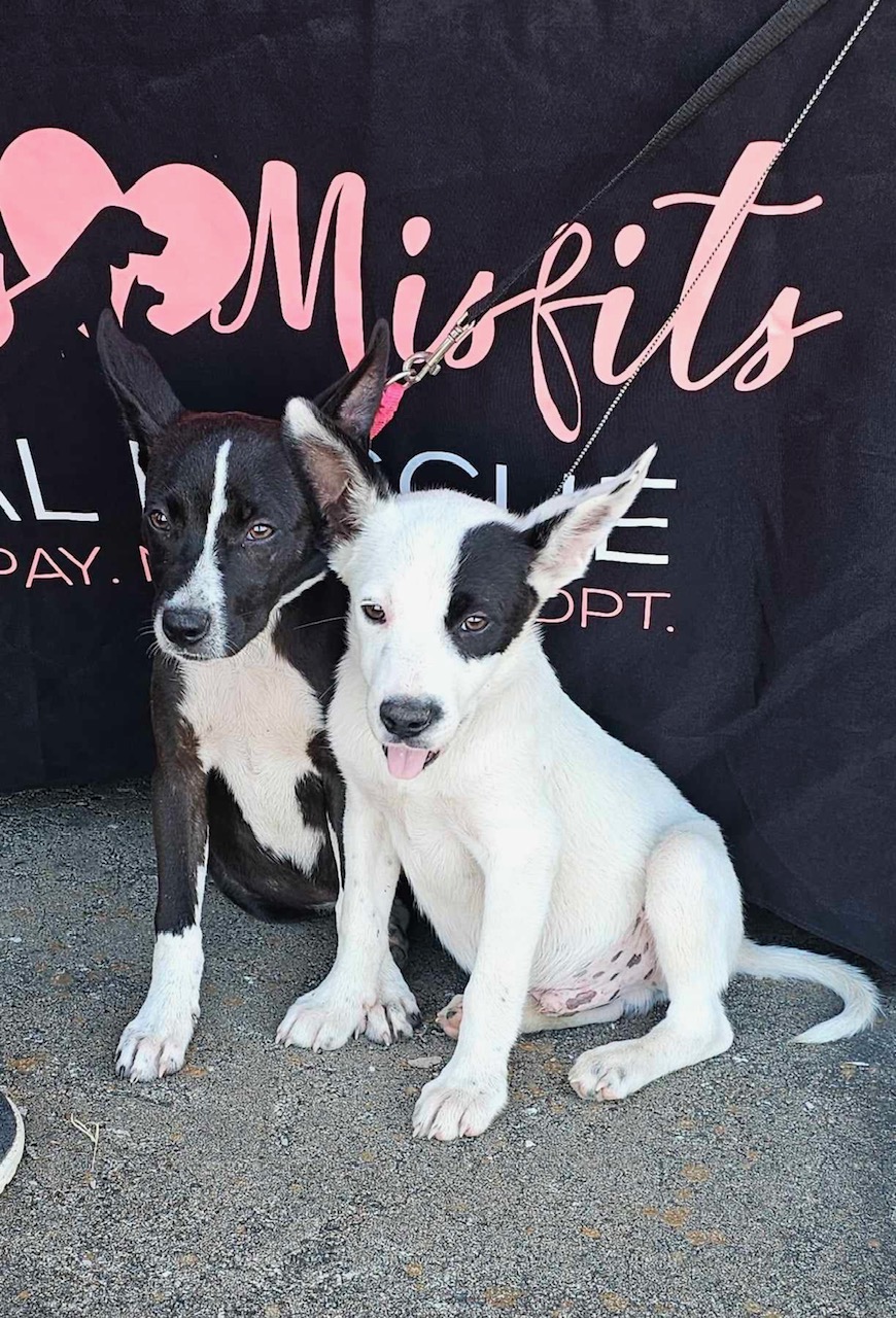Enlarge Bonnie, a Adopted Australian Shepherd in Lufkin, TX image 4/5