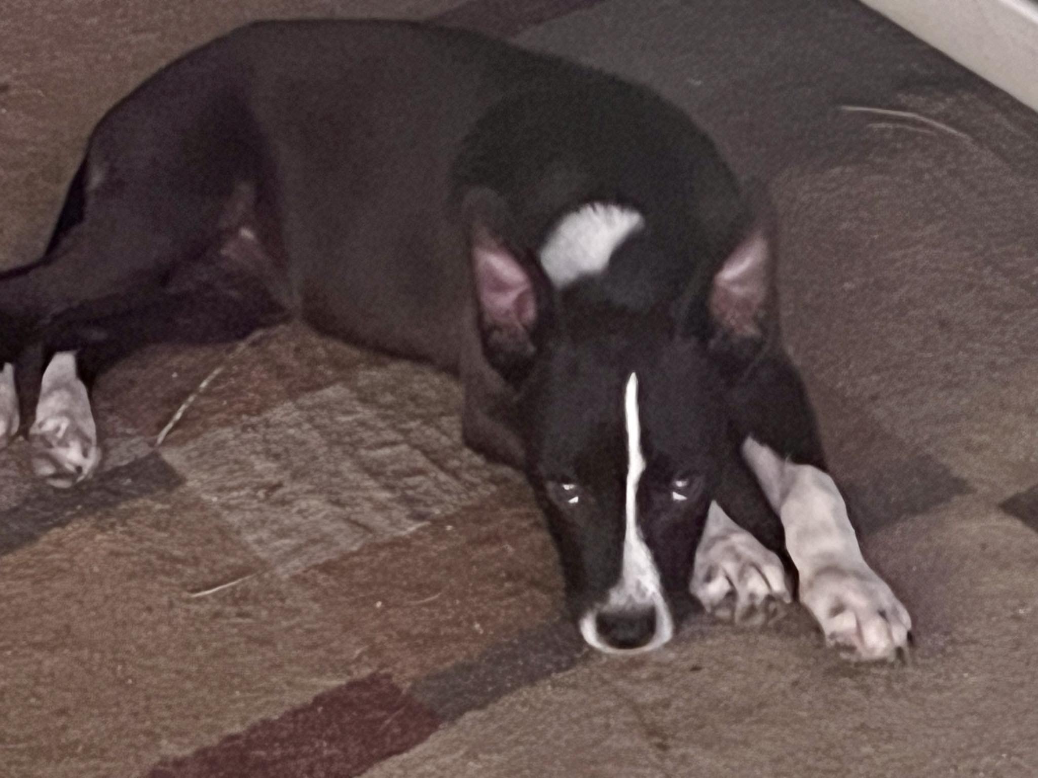 Enlarge Bonnie, a Adopted Australian Shepherd in Lufkin, TX image 5/5