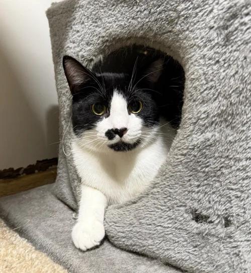 Enlarge Oreo, a Adoptable Domestic Short Hair in Chuckey, TN image 4/4