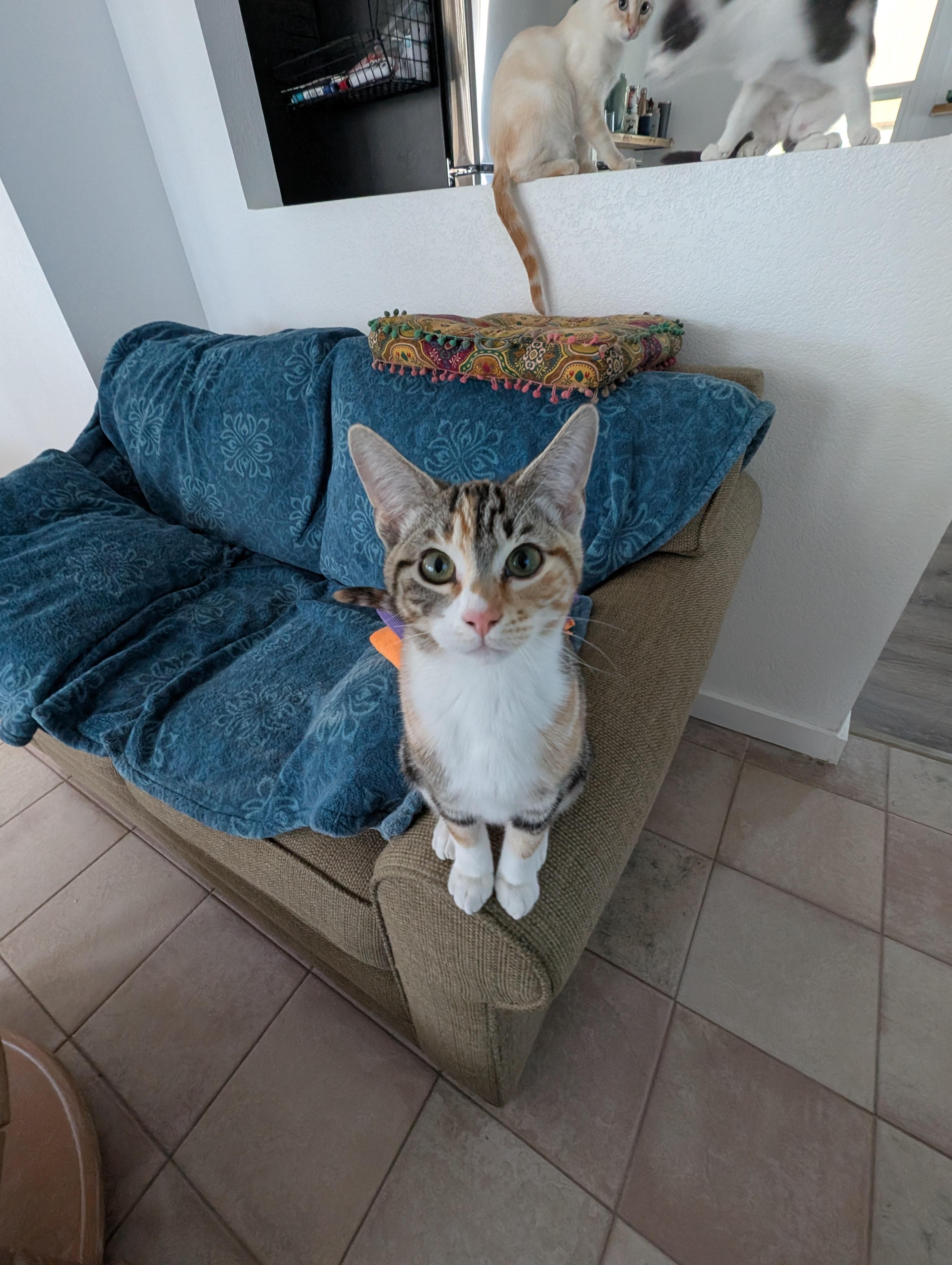 Alice, ADOPTABLE, Kitten Female Calico.
