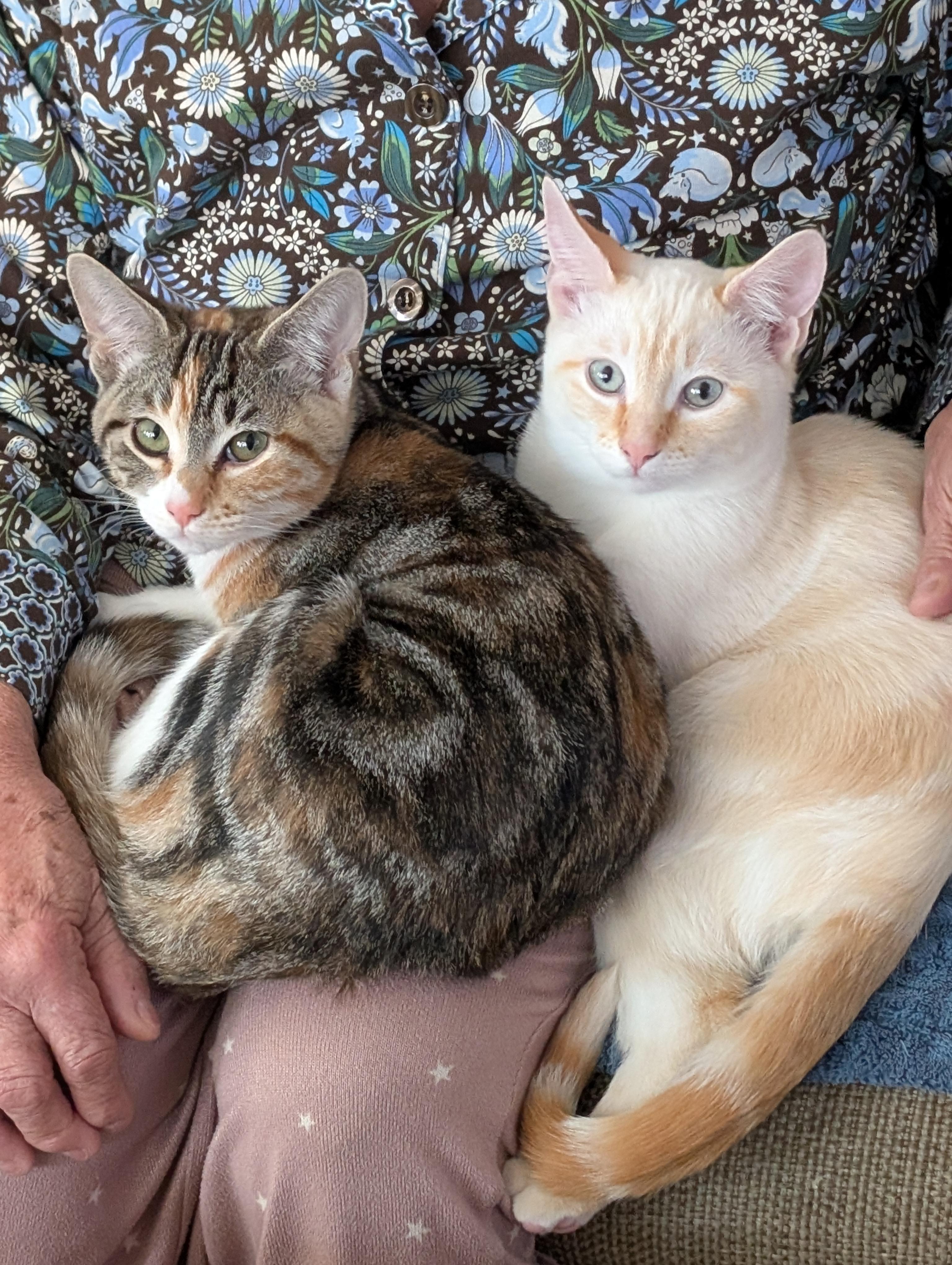 Enlarge Alice, a ADOPTABLE mixed breed in Concord, CA image 4/5