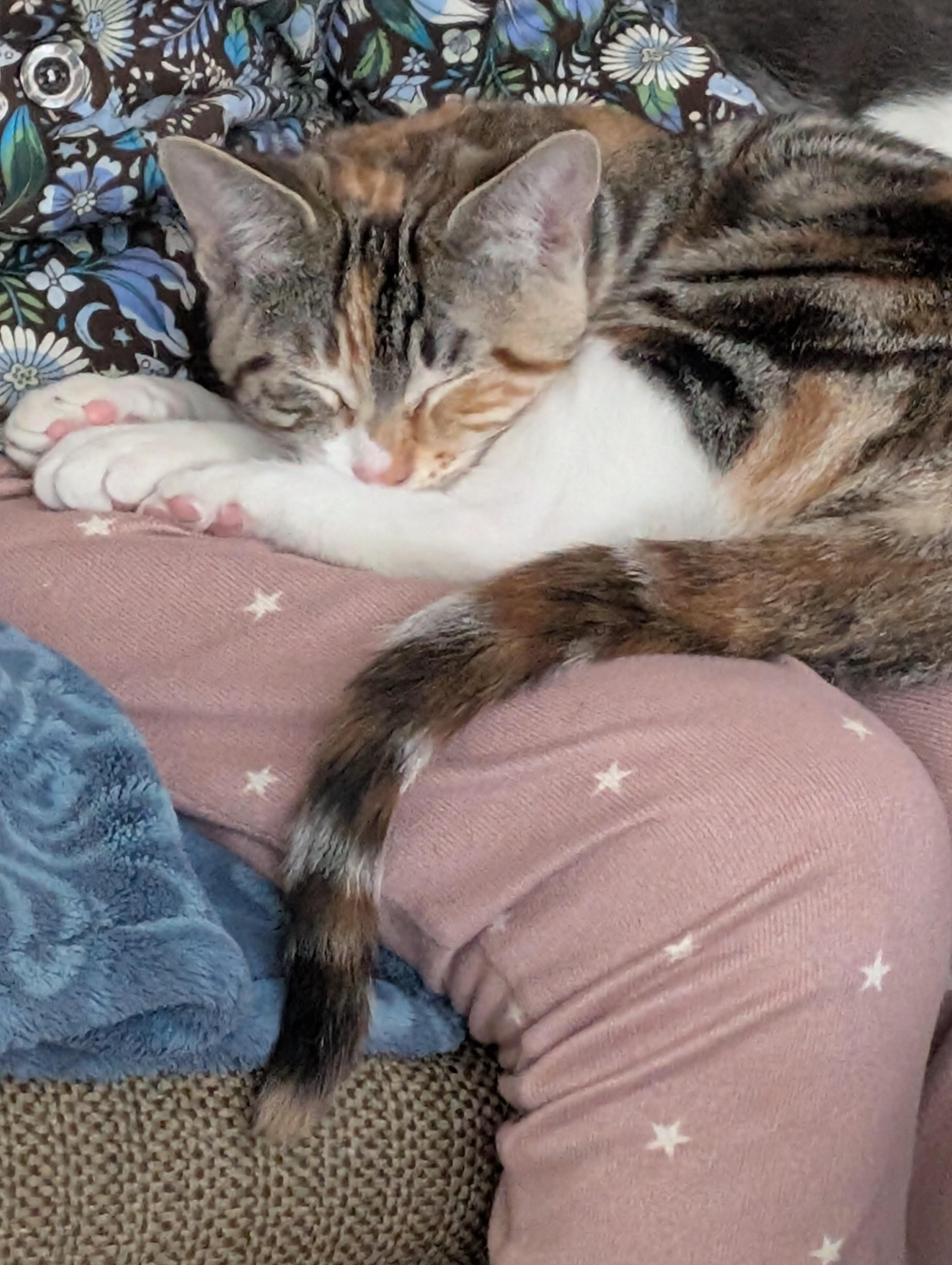 Enlarge Alice, a ADOPTABLE mixed breed in Concord, CA image 2/5