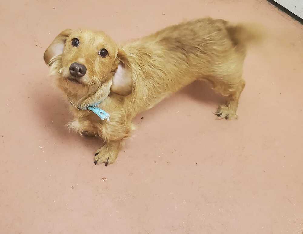 Gizmo, Adopted, Adult Female Terrier & Mixed Breed.